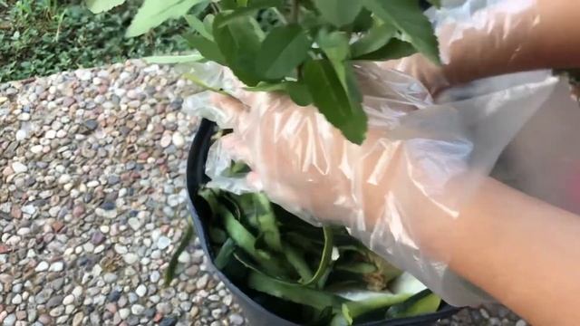 #RitaAzVlog গাছে সরাসরি কিভাবে রান্নাঘরের ময়লা ব্যবহার করি | How To Use Kithcen Waste directly смотреть онлайн