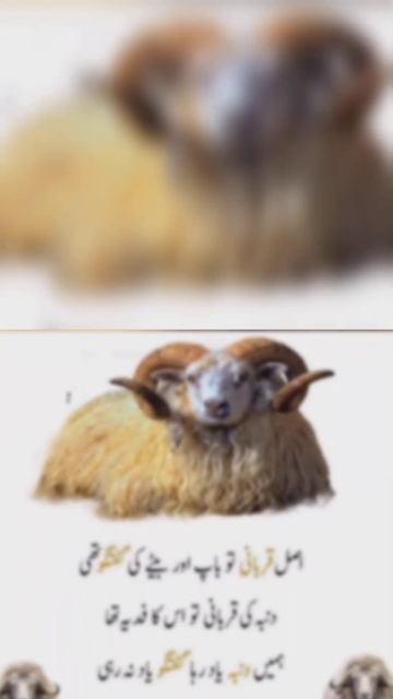 Asal Qurbani #youtubeshorts #tranding #poetry #viral #sadpoetry #ytshort #shortsfeed #explore #love