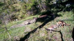 Fox attacking wallaby - remote camera footage
