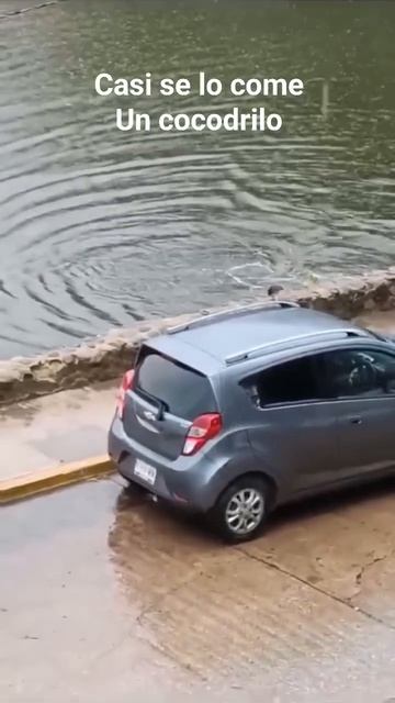 Cocodrilo casi se come a un indigente #caimanes #centralamerica #crocodile #nature #elcocodrilo смотреть онлайн