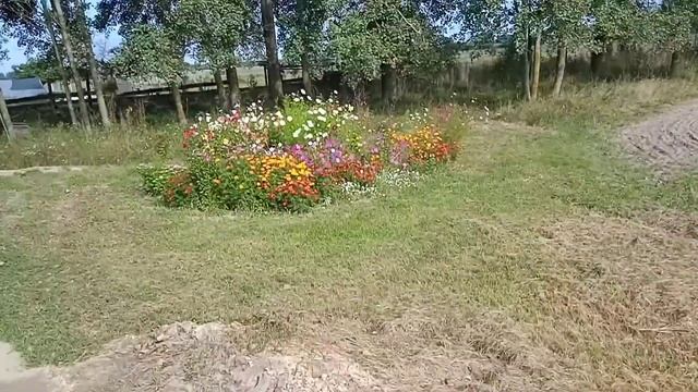 Наконец-то тепло! Собираем подосиновики прямо во дворе.