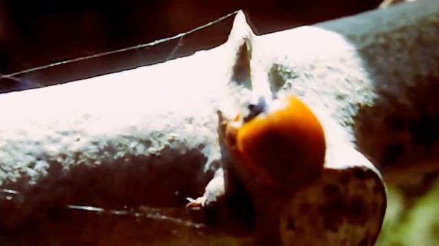 Joaninha - Natureza смотреть онлайн