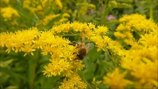 very cute|camel|ox|my|monkey|deer squirrel|cat|parrot|pigeon•••• смотреть онлайн