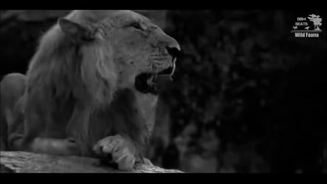 Царь зверей песня про льва 2022 смотреть онлайн