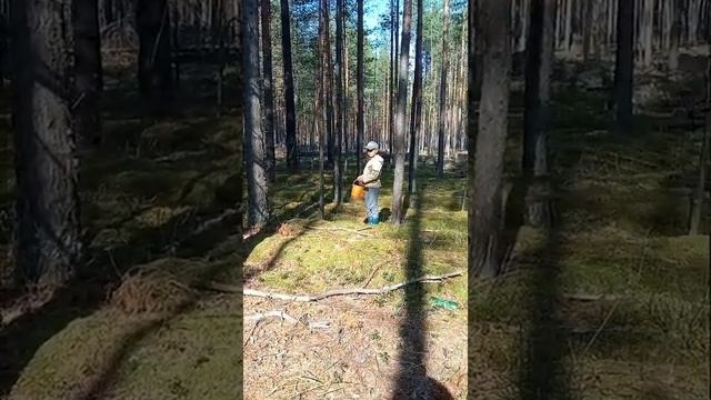 Поездка за грибами 28.08.20 смотреть онлайн