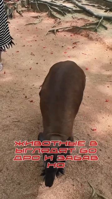 Битва с ТИГРОМ / Самый крутой зоопарк/ Шеньчжень смотреть онлайн