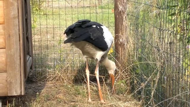 Аист Цыпа обедает смотреть онлайн