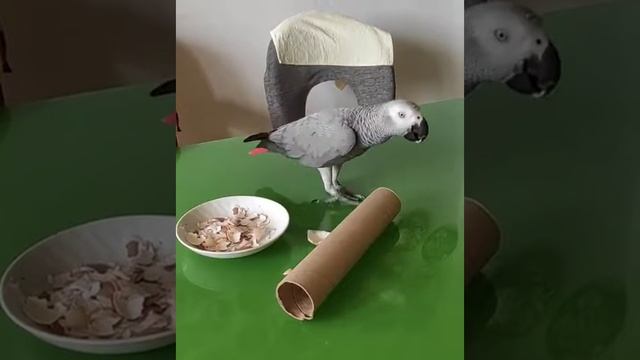 Жако хозяйничает на кухонном столе смотреть онлайн