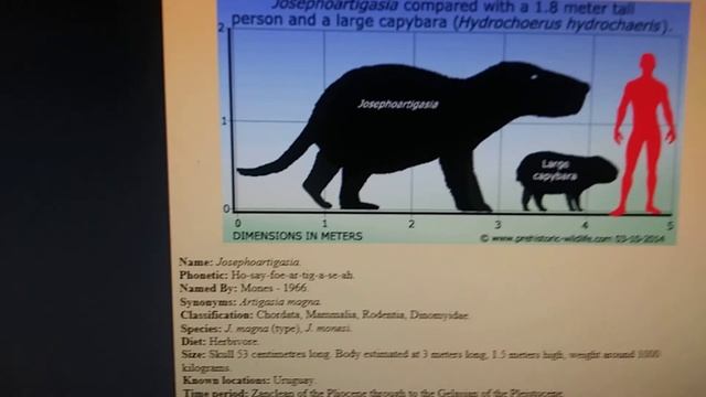 Cenozoic profile josephoartigasia смотреть онлайн