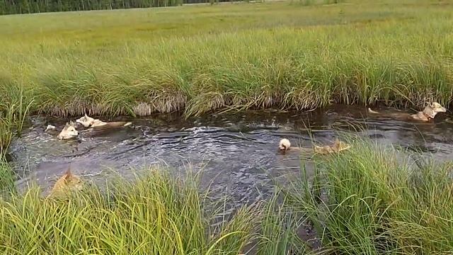 Охота на уток смотреть онлайн