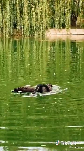 чёрные лебеди красота природы #Shorts смотреть онлайн