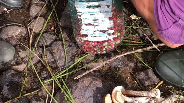 Сбор ягод смотреть онлайн