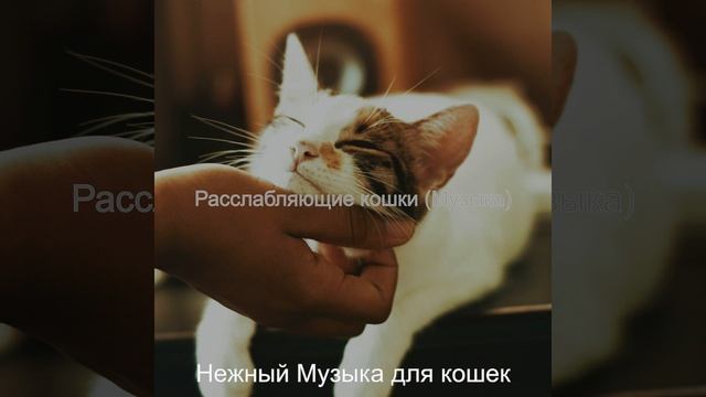 Атмосфера (Подчеркнутые кошки) смотреть онлайн