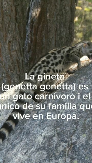Gineta🐈 смотреть онлайн