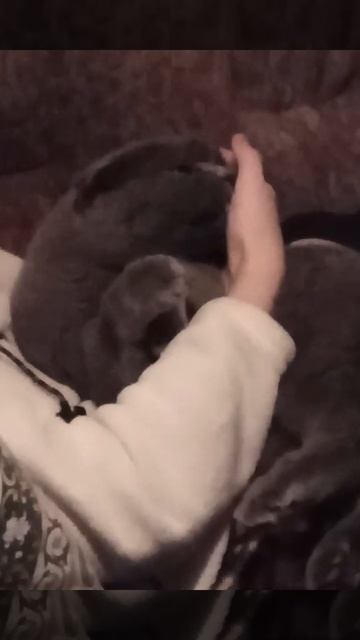 КОТ по имени ТАЙСОН (Tyson) смотреть онлайн
