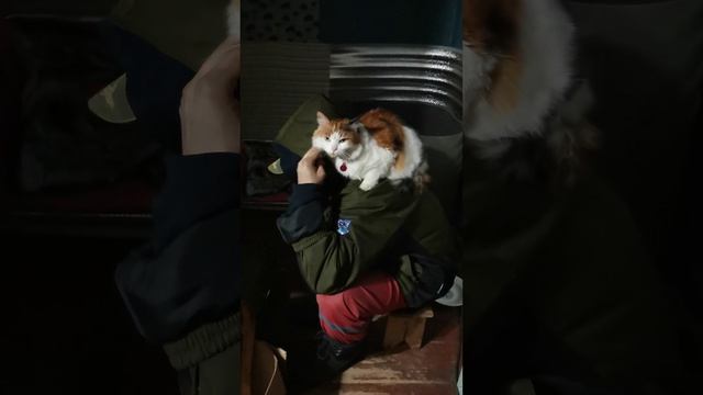 Кошка Рыжая и её человек смотреть онлайн