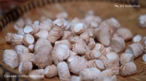 Как приготовить грибы шиитаке