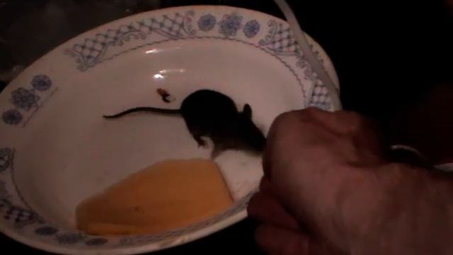 Утренняя лекция для мышки о вреде обжорства и пользе стыда и совести. смотреть онлайн