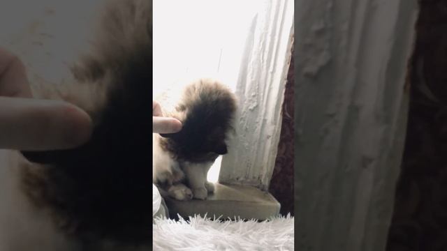 Милая кошечка хочет ласки 😍 смотреть онлайн