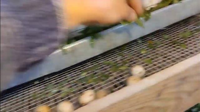 МОЙ ПЕРЕПЕЛА !КОРМИМ С ЗЕЛЕНЬЮ КАЖДЫЙ ДЕНЬ... смотреть онлайн