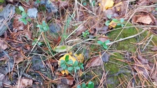 31 октября 2020 года и мы сново в лесу