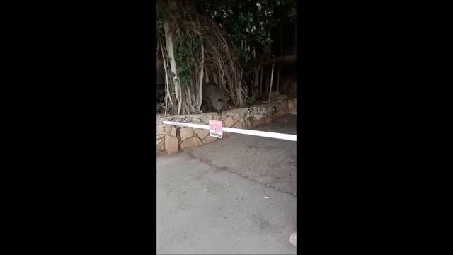 Кабанчики гуляют по Хайфе смотреть онлайн