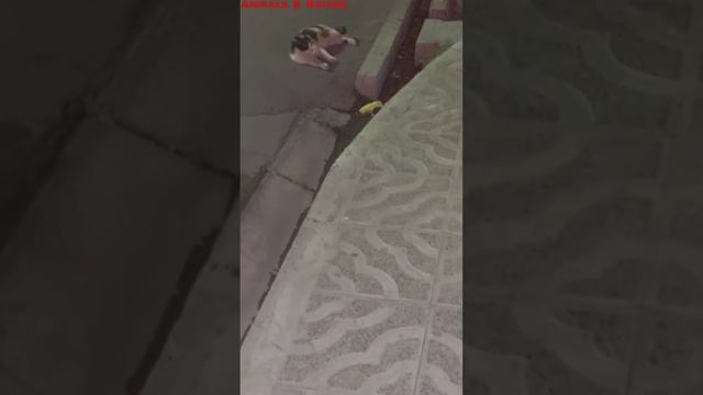 Colorful, funny and beautiful street cats смотреть онлайн