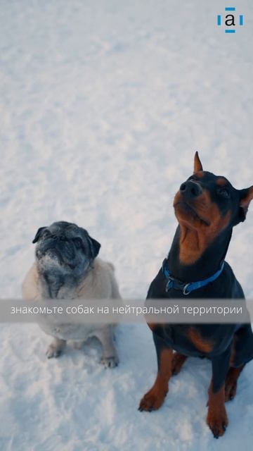 Как подружить двух собак в одной семье? #животные #собака #собаки смотреть онлайн