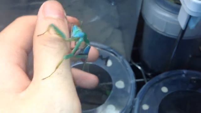 Handling 2 TURQUOISE MANTIDS! - (Prohierodula ornatipennis) смотреть онлайн