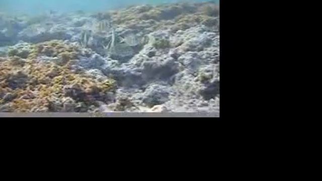 Reef right outside Ala Moana Beach at 0815 смотреть онлайн