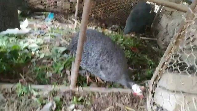 8ta dona sisarka 2ta xõroz 6ta makiyan sotiladi tel nõmir 936980018 Toshkent viloyati Olmaliq shaha смотреть онлайн