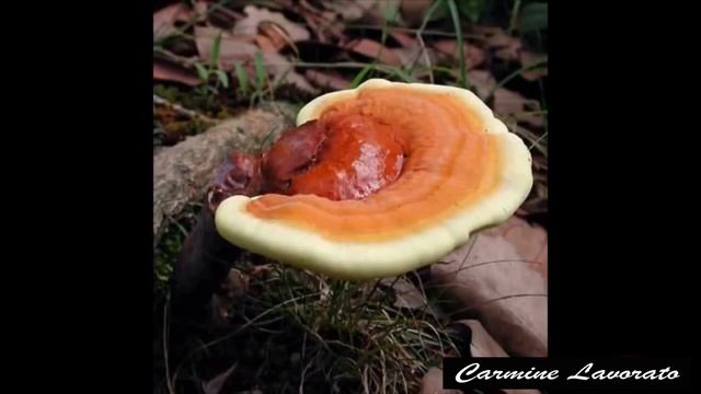 Despre Ciuperca Reishi- Prof. Carmine Lavorato