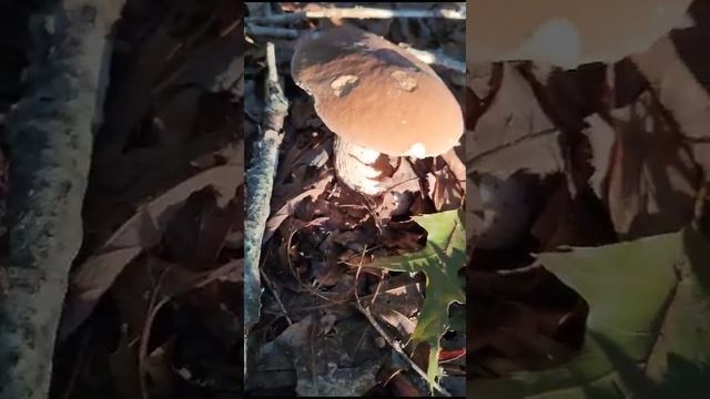 #грибы#СШа#природа#грибы смотреть онлайн