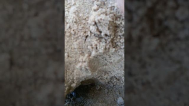 5 ящериц смотреть онлайн