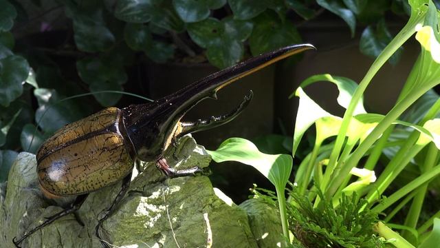 (4K)昆虫図鑑・DHヘラクレスオオカブト - D. H. Hercules beetle Dynastes hercules смотреть онлайн