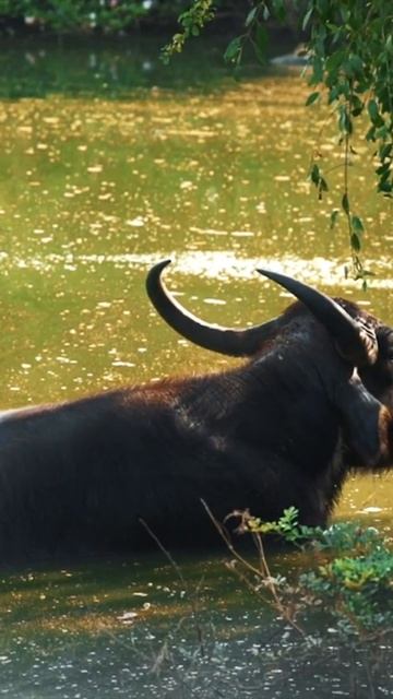 water buffalo #shorts #animals #nature смотреть онлайн