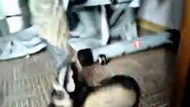 Хорёк Кузя !2 смотреть онлайн