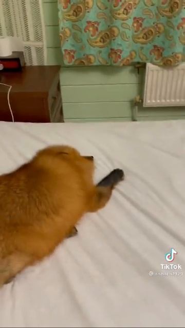 Лиса скандалистка/что хочет лиса/fox brawler or what the fox wants смотреть онлайн