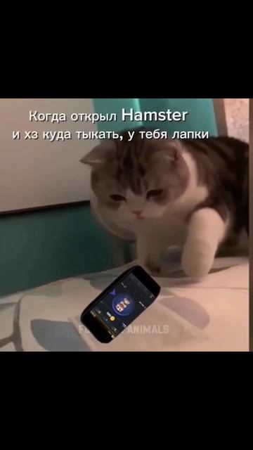 Как играть в хомяка в нашем тг канале! #hamsterkombat #coins #хомяк #memes смотреть онлайн