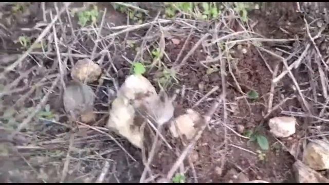 Новый обзор! Мандрагора.Mandragora The Process Underway!#сад #мандрагора #море#горы#прогулка#Review