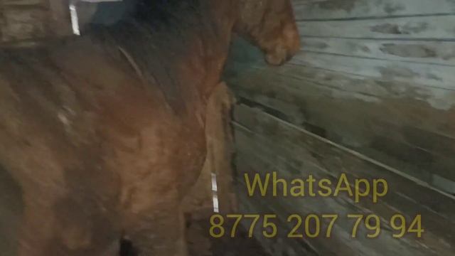 Жылқы семірту #откорм лошадей #лошадь #жылқы #horse #ат #жемдеу #сатылады смотреть онлайн