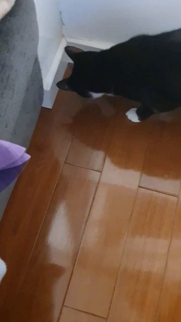 Funny cat Ula 176 смотреть онлайн