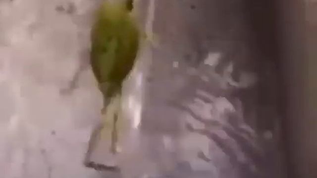 Жаба танцует🐸😅 смотреть онлайн