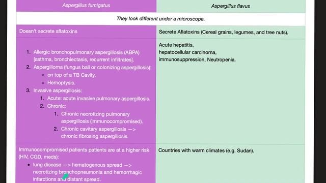 Aspergillus Fumigatus VS Aspergillus Flavus | Microbiology