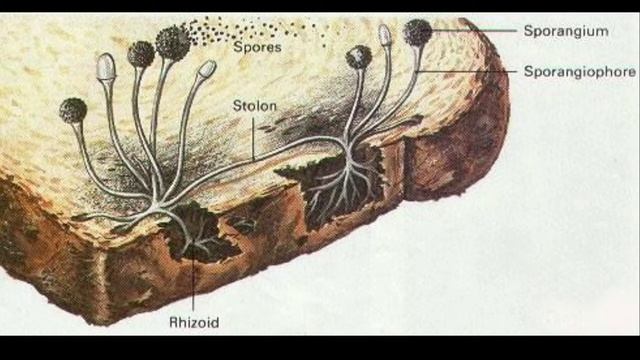 How to mount and observe bread mould (Mycelium) under Compund Microscope. смотреть онлайн