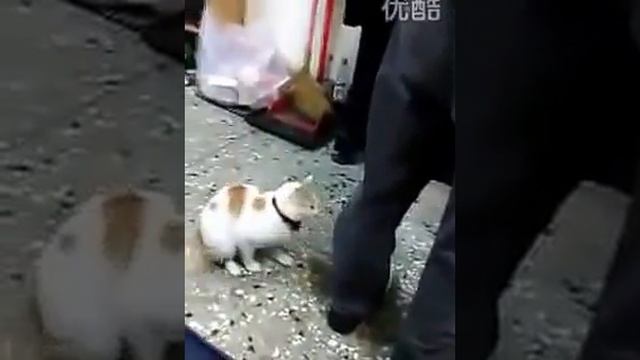 Кошка защищает ребёнка. Cat defends child. смотреть онлайн