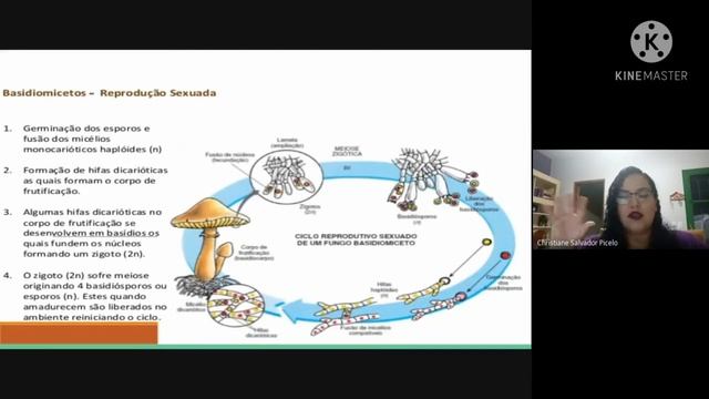 Reino Fungi смотреть онлайн