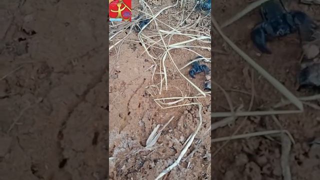 ❤️🦂Elephant Scorpion(Giant Forest Scorpions) แมงป่องช้าง🦂