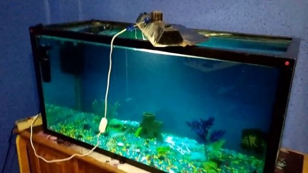аквариум на 300л))))))