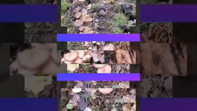 Гриби Вінничини смотреть онлайн